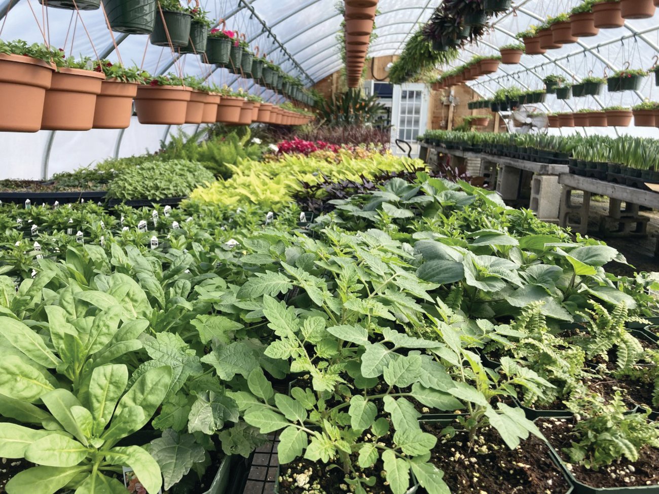 PACKED WITH PLANTS: Yard Works Inc.’s greenhouse is filled with household plants that can help purify the air in your home.